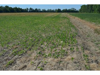 Property photo 51 - 108 +/- Acres Offered in 2 Tracts - Land Auction